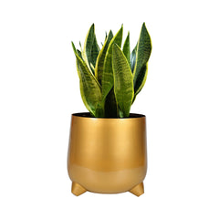 Dekornest  Iron Gold Finish Pot (1509)