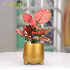 Dekornest  Iron Gold Finish Pot (1509)